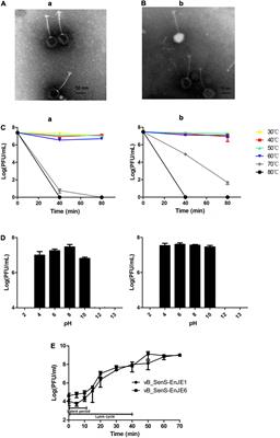 The Combination of Phages and Faecal Microbiota Transplantation Can Effectively Treat Mouse Colitis Caused by Salmonella enterica Serovar Typhimurium
